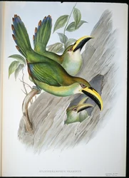 Aranyzöld barázdacsőrű tukán (Aulacoramphus Prasinus) (kézzel színezett litho)