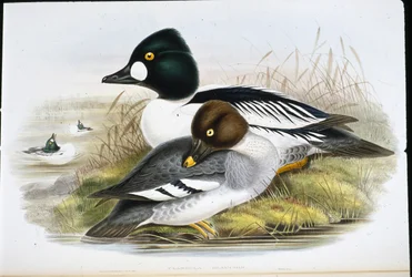 Aranyszem (Clangula Glaucion) (kézzel színezett litho)