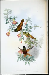 Arany csillag-homlokzat (Helianthea Eos) (kézzel színezett litho)