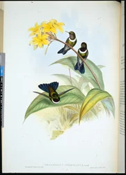 Torkos napangyal (Helangelus Strophianus) (kézzel színezett litho)