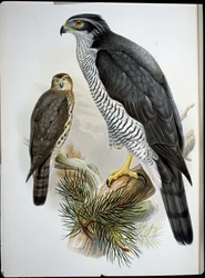 Goshawk (Astur Palumbarius) (kézzel színezett litho)