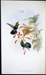 Fű-zöldmellű karib (Eulampis Chlorolaemus) (kézzel színezett litográfia)