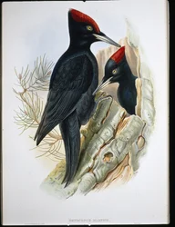 Fekete harkály (Dryocopus Martius) (kézzel színezett litho)