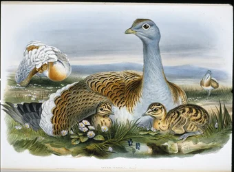 Túzok (Otis Tarda) (kézzel színezett litó)