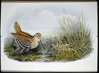 Nagy szalonka (Gallinaco Major) (kézzel színezett litho)