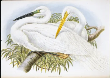 Nagy fehér kócsag (Herodias Alba) (kézzel színezett litó)
