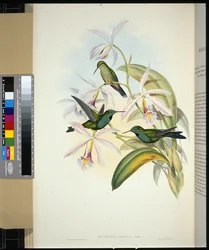 Zöld koronás briliáns (heliodoxa jacula) (kézzel színezett litho)
