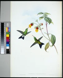Zöldfejű zafír (eucephala chlorocephela) (kézzel színezett litho)