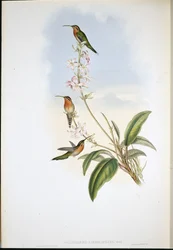 Zöldfarkú remetekolibri (Phaethornis viridicaudata)