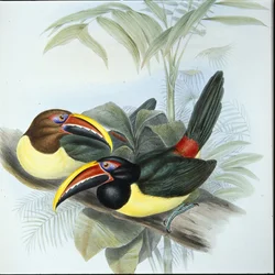 Zöld aracari (Pteroglossus Viridis) (kézi színezésű litográfia)