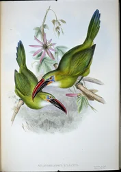 Groove-Bill Toucan (Aulacorhamphus Sulcatus) (kézzel színezett litho)