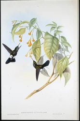 Hoary Puff-leg (Eriocnemis Lugens) (kézzel színezett litho)