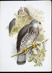 Mézes ölyv (Apivorus lakk) (kézzel színezett litho)