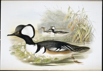 Csuklyás búza (Mergus Cucullatus) (kézzel színezett litho)