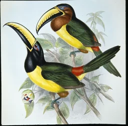 Humboldt Aracari (Pteroglossus Humboldti) (kézzel színezett litó)