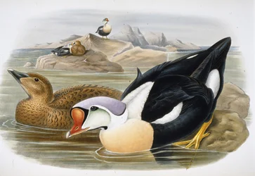 Királykacsa (Somateria Spectabilis) (kézzel színezett litho)