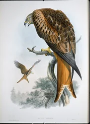 Glead sárkány (Milvus Regalis) (színes metszet)