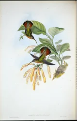 Lancelolate remete (Glaucis Lanceolata) (kézzel színezett litho)