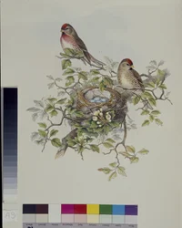 Lesser Redpoll (Aegisthus Rufescens) (kézzel színezett litó)