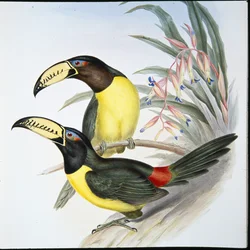 Betűs Aracari tukán (Pteroglossus Inscriptus) (kézzel színezett litó)