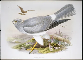 Marsh Harrier (Circus Aeruginosus) (kézzel színezett litho)