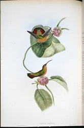 Mazeppa Remete (Glaucis Mazeppa) (kézzel színezett litó)