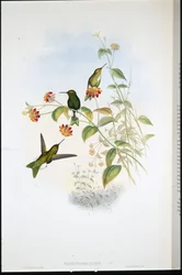 Fémes lábszár (Eriocnemis Alinae) (kézzel színezett litho)