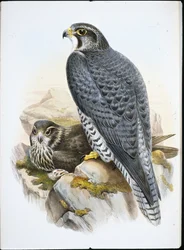 Norvég sólyom (Falco Gyrfalco) (kézzel színezett litográfia)