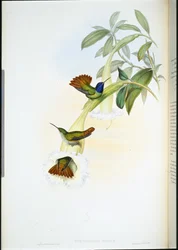 Oenone kolibri (Chrysuronia oenone) (kézzel színezett litho)
