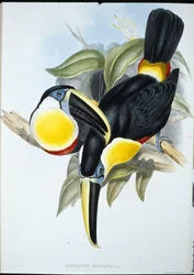 Kiss Toucan (Ramphastos Kissing) (kézzel színezett litho)