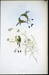 Perui ütőfarok (Spathura Peruana) (kézzel színezett litho)