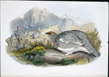 Ptarmigan (Őszi tollazat) (Lagopus Mutus) (kézzel színezett litho)