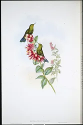 Bíborfarkú kolibri (Metallura Williami)