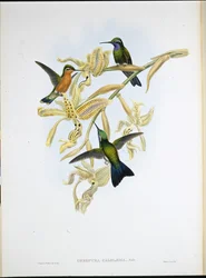 Lila torkú kolibri (Oreopyra Calolaema) (kézzel színezett litho)