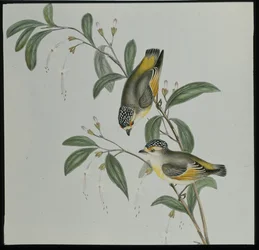 Vörös színű Pardalote (pardalotus rubricatus) (kézzel színezett litó)