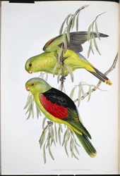 Vörösszárnyú lóri (Aprosmictus Erythropterus) (kézzel színezett litho)
