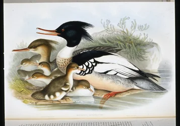 Vöröskellege (Mergus Serrator) (kézzel színezett litho)