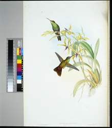 Riegger Amazili (amazilia Riefferi) (kézzel színezett litó)