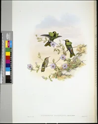 Roraima Coquette (lophornis pavoninus) (kézzel színezett litho)