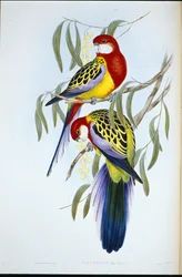 Rózsacsőrű papagáj (Platycercus Eximius) (kézzel színezett litho)
