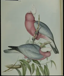 Rózsakakadu (Cacatua Eos) (kézzel színezett litográfia)