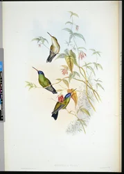 Rufous Lánghordozó (selasphorus rufus) (kézzel színezett litó)