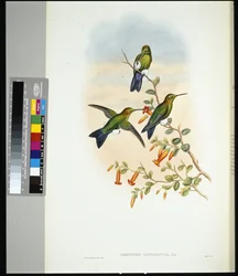 Zafír szellőzővel ellátott lábszár (eriocnemis sapphiropygia) (kézzel színezett litho)