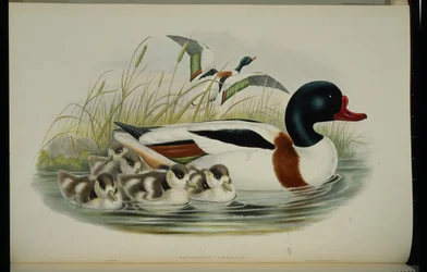 Kagylókacsa (Tadorna Vulpanser) (kézzel színezett litho)