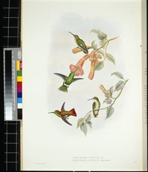 Ragyogó napsugár (aglaeactis cupreipennis) (kézzel színezett litho)