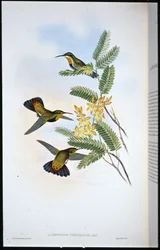 Sombre Sabre-wing (Campylopterus Obscurus) (kézzel színezett litho)