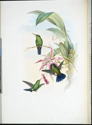 Sophia Erythronote (Erythronota Sophiae) (kézzel színezett litho)