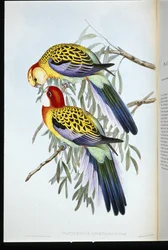 Splendid Parakeet (Splendid Palatycercus) (kézzel színezett litho)