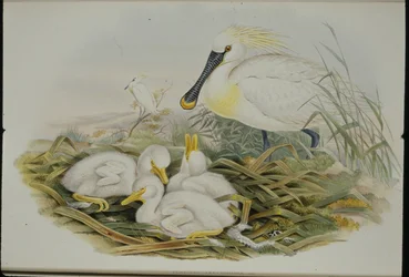 kanalasgém (Platalea Leucorodia) (kézzel színezett litho)