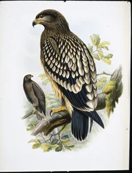Petős sas (Aquila Naevia) (kézzel színezett litho)